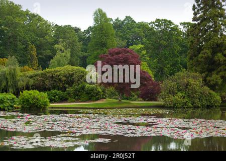 Roten Seerosen am nahen See, Sheffield Park Garden, East Sussex, Großbritannien Stockfoto