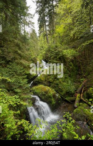 Lotenbachklamm, Wutachschlucht, in der Nähe von Bonndorf, Schwarzwald, Baden-Württemberg, Deutschland Stockfoto