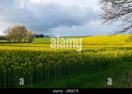 Naturpark Solling-Vogler, Dassel, Niedersachsen, Deutschland Stockfoto