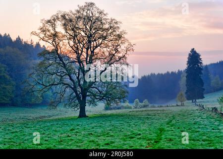 Naturpark Solling-Vogler, Dassel, Niedersachsen, Deutschland Stockfoto