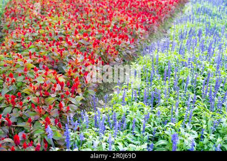 Eine Reihe blauer Salvia-Blüten und roter Hahnenkammblüten auf dem Gartenfeld. Farbenfrohe Blume auf dem Feld. Stockfoto