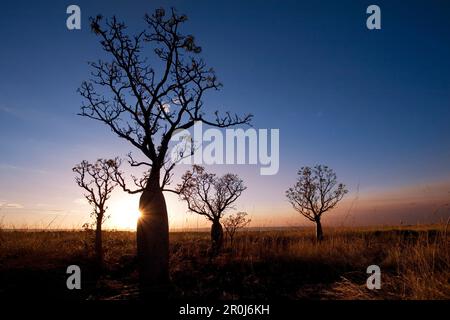 Silhoutte von Boab-Bäumen (Adansonia gregorii) bei Sonnenuntergang, in der Nähe von Kununurra, Westaustralien, Australien Stockfoto