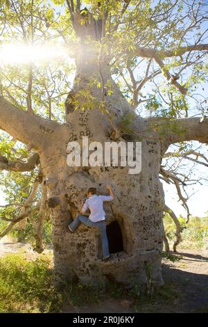 Eine Frau klettert auf einen großen Boab (Adansonia gregorii) mit vielen Gravuren von Menschen, die ihr Besuchsjahr markieren, in der Nähe von Kununurra, Western Austr Stockfoto