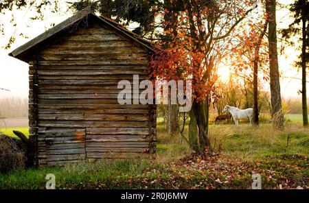 Holzschuppen auf einer Pferdewiese mit Baum in der Nähe von Hepemuehle im Edertal-Tal bei Sonnenuntergang im Herbst, Bergheim, Hessen, Deutschland, Europa Stockfoto