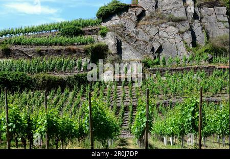 Landschaft in der Nähe von Dernau im Ahr-Tal, Eifel, Rheinland-Pfalz, Deutschland Stockfoto