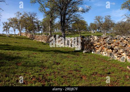 Eine Felswand und Eichen an einem grünen Hügel der Ausläufer der Sierra Nevada in Calaveras County, Kalifornien. Stockfoto