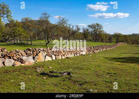 Eine Felswand und Eichen an einem grünen Hügel der Ausläufer der Sierra Nevada in Calaveras County, Kalifornien. Stockfoto