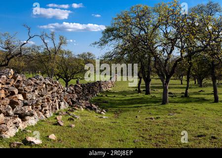 Eine Felswand und Eichen an einem grünen Hügel der Ausläufer der Sierra Nevada in Calaveras County, Kalifornien. Stockfoto