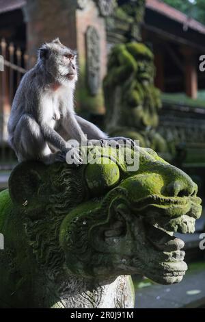 Affe auf eine Statue, Affenwald von Ubud, Ubud, Gianyar, Bali, Indonesien Stockfoto