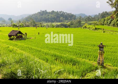 Schrein zwischen Reisfelder, Iseh, Sidemen, Bali, Indonesien Stockfoto