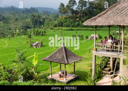 Restaurant über Reisfelder, Reis Schrein, Iseh, Sidemen, Bali, Indonesien Stockfoto