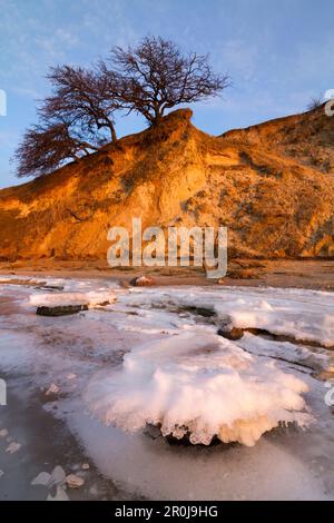Natur Reservat Devin Halbinsel, Strelasund, Ostsee, Stralsund, Mecklenburg-Vorpommern, Deutschland Stockfoto