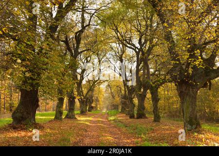 Kalk Alley, Thüringen, Deutschland Stockfoto