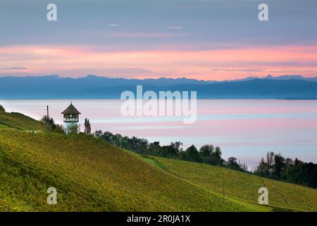 Morgenstimmung am Bodensee, mit Blick auf einen Weinberg in der Nähe von Meersburg auf den Bereich der Alpen, Bodensee, Baden-Württemberg, Deutschland Stockfoto