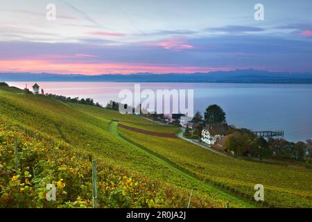 Morgenstimmung am Bodensee, mit Blick auf einen Weinberg in der Nähe von Meersburg auf den Bereich der Alpen, Bodensee, Baden-Württemberg, Deutschland Stockfoto