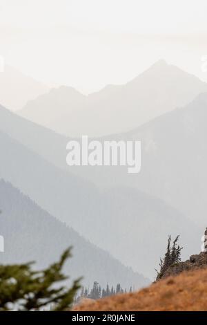 Wellenlinien unterschiedlicher Gebirgsketten werden durch die davor liegende Linie kontrastiert, die im Olympic-Nationalpark am Hurricane Ridge Tiefe und Textur erzeugt Stockfoto