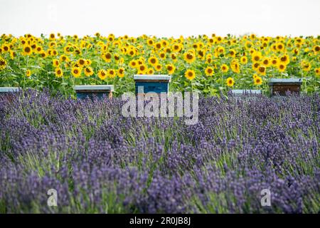 Lavendelfeld, Sonnenblumen und Bienenstöcke, in der Nähe von Valensole, Plateau de Valensole, Departement Alpes-de-Haute-Provence, Provence, Frankreich Stockfoto