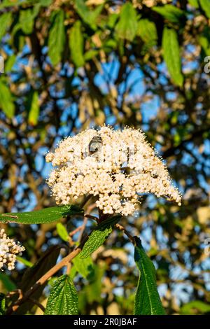 Cetonia aurata Käfer feste auf frisch geöffneten Blüten der Viburnum rhytidophyllum, ein immergrüner Strauch gemeinhin als lederfarn virbunum. Stockfoto