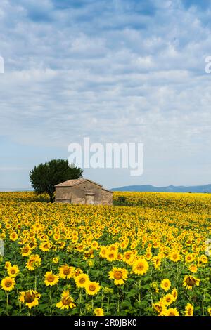 Sonnenblumenfeld bei Valensole, Plateau de Valensole, Departement Alpes-de-Haute-Provence, Provence, Frankreich Stockfoto