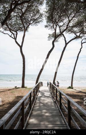 Pinien und Strand, Follonica, Provinz Grosseto, Toskana, Italien Stockfoto