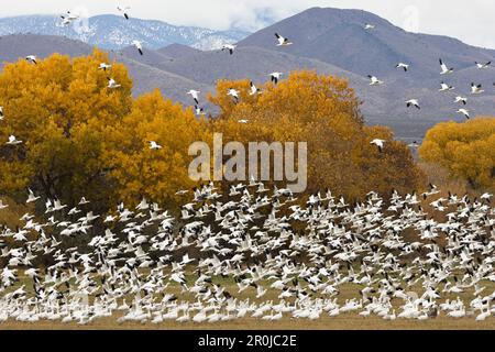 Schneegänse Überwinterung im Bosque del Apache, Anser Caerulescens Atlanticus, Chen Caerulescens, New Mexico, USA Stockfoto