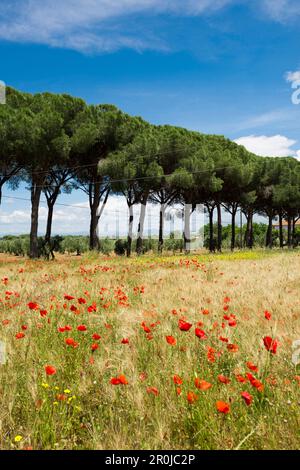 Feld mit wild wachsenden Blumen vor einer Kiefer Alley, Parco Naturale della Maremma, Toskana, Italien Stockfoto