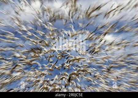 Schneegänse Überwinterung im Bosque del Apache, Anser Caerulescens Atlanticus, Chen Caerulescens, New Mexico, USA Stockfoto