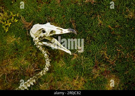 Skelettschädel eines wandernden Albatros (Diomedea exulans), Enderby Island, Auckland Island, Neuseeland Stockfoto