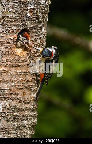 Großspecht, männliches Küken füttern, Picoides Major, Oberbayern, Deutschland, Europa Stockfoto