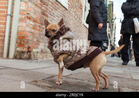 Modischer Schoßhund, kleiner Hund, Haustier, Hundejacke, Venedig, Italien Stockfoto
