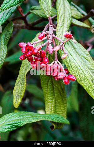 Beeren der Viburnum rhytidophyllum, ein immergrüner Strauch gemeinhin als lederfarn virbunum Stockfoto