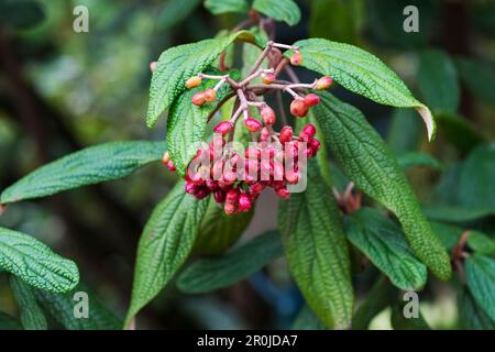 Beeren der Viburnum rhytidophyllum, ein immergrüner Strauch gemeinhin als lederfarn virbunum Stockfoto