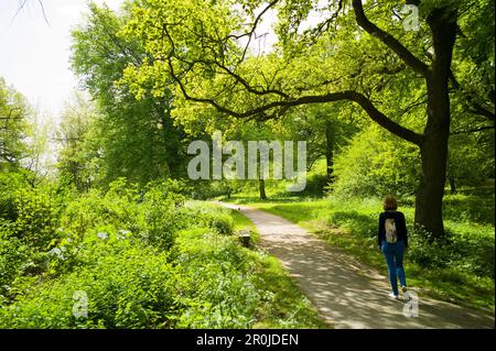 Frau, die in einem Stadtpark spaziert, Wallanlagen, Lübeck, Schleswig-Holstein, Deutschland Stockfoto