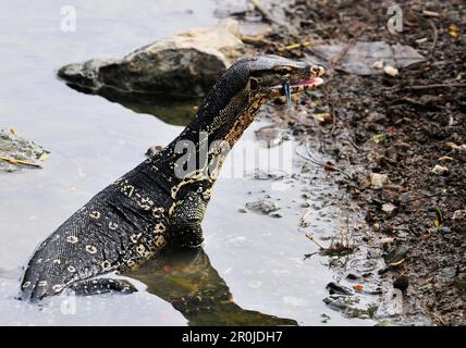 Eine Warane im Lumphini-Park in Bangkok, Thailand. Stockfoto