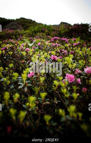 Alpenflora, unterer Grindelwald-Gletscher, Berner Oberland, Schweiz Stockfoto