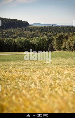 Blick über Weizenfelder in Richtung Schwäbische Alb, Zwiefalten, Schwäbische Alb, Baden-Württemberg, Deutschland Stockfoto