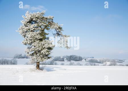Einsamer, schneebedeckter Kiefernbaum in einer Winterwunderlandschaft zwischen Voehl und Marienhagen, in der Nähe von Vöhl, Hessen, Deutschland, Europa Stockfoto