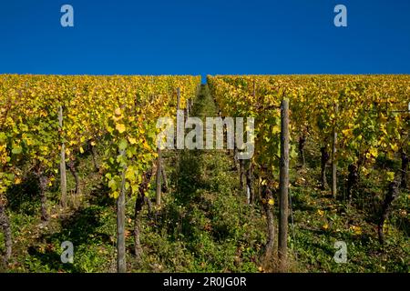 Reben im Herbst in Marsberg, Randersacker, bei Würzburg, Franken, Bayern, Deutschland Stockfoto