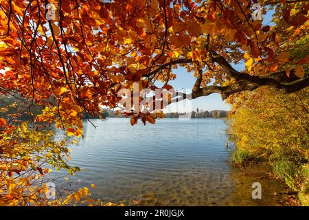 Wesslinger See mit dem Glockenturm von Wessling, Herbst, Indianersommer, See, Starnberg Five Sees Region, Bezirk Starnberg, Bayerische alpine Foreland, up Stockfoto