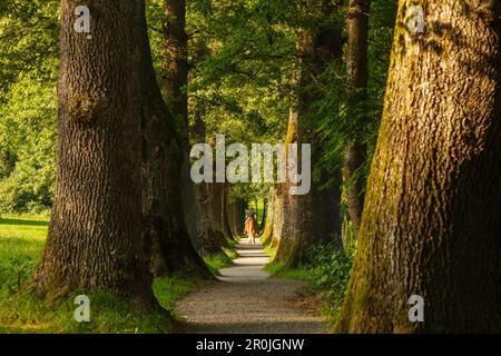 Kottmueller-Alley mit Reiter in einer Allee aus Eichen, Murnau, Blaues Land, Bezirk Garmisch-Partenkirchen, Bayerische Alpenwälder, Oberbayern Stockfoto