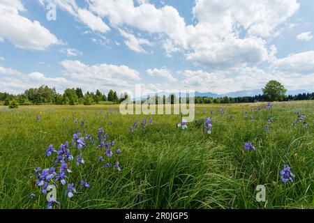 Iris Blumen, Lat. Iris Moorland am Staffelsee, Naturschutzgebiet westlicher Staffelsee, nahe Murnau, Blue Land, Bezirk Garmisch-Partenkirchen, Bavar Stockfoto