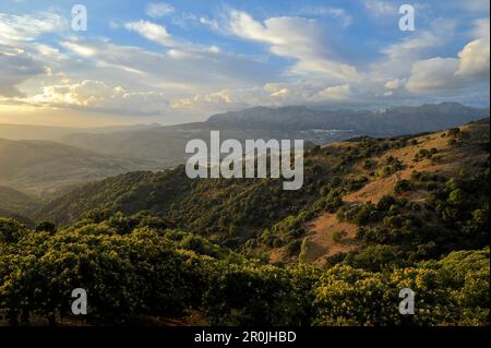 Süße Kastanienbäume im Abendlicht nahe Gaucin, Blick auf die Sierra de Grazalema, Andalusien, Spanien Stockfoto