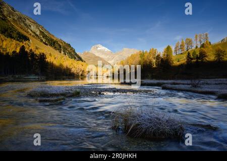 Eingang des Palpuogna-Sees (1918 m) mit goldenen Lärchen und Piz Ela (3180 m), Grisons, Schweiz Stockfoto