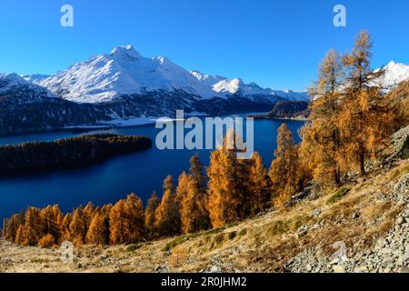 Goldene Lärchen vor Silsersee und Piz da la Margna (3159 m), Engadin, Graubünden, Schweiz Stockfoto