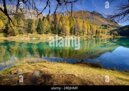 Goldene Lärchen am See Palpuogna (1918 m), Graubünden, Schweiz Stockfoto