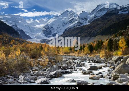 Farbenfrohe Lärchen am Ufer des Morteratsch mit Blick auf Bellavista (3922 m), Piz Bernina (4049 m) mit Biancograt, Piz Morteratsch (375 Stockfoto