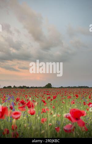 Mohn in der Abendstimmung in einem Feld in München Langwieder, München, Bayern, Deutschland Stockfoto