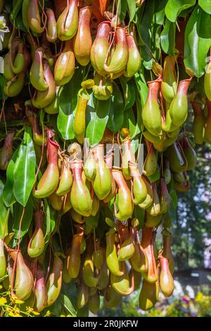 Nahaufnahme der Nepenthes-Pitcher-Pflanze Stockfoto