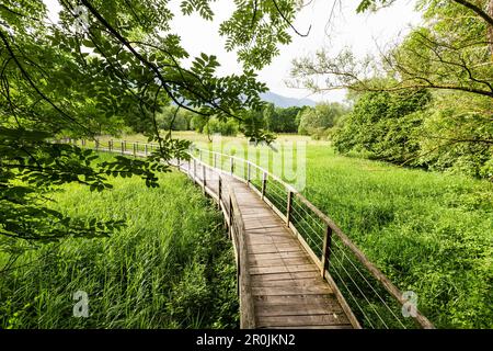 Holzsteg und Schilf, Idrosee, Baitoni, Trentino, Italien Stockfoto