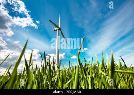 Windenergieanlage in einem Feld, Ostsee, Schleswig-Holstein, Deutschland Stockfoto